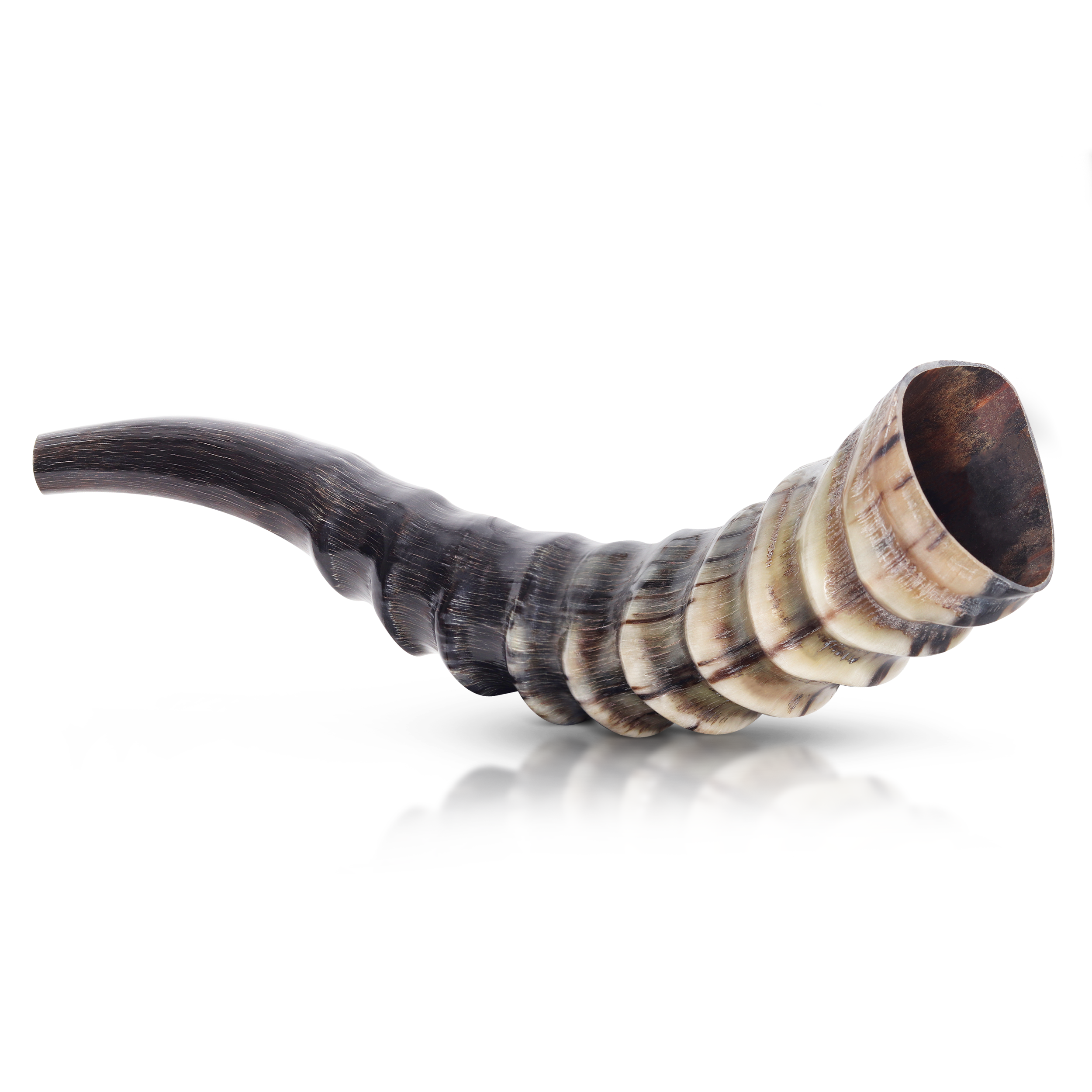 Blesbuck Shofar Horn - 10"-14" Inches (WS)