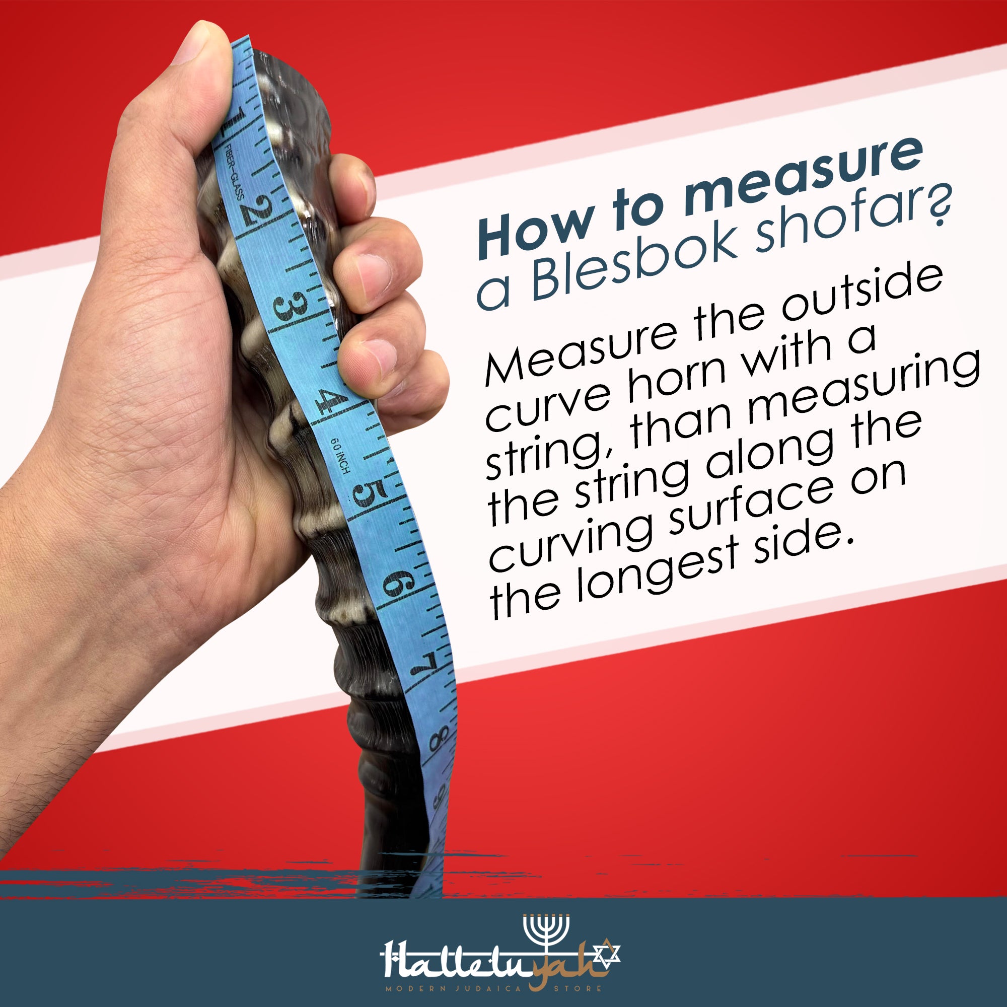 Blesbuck Shofar Horn (WS)