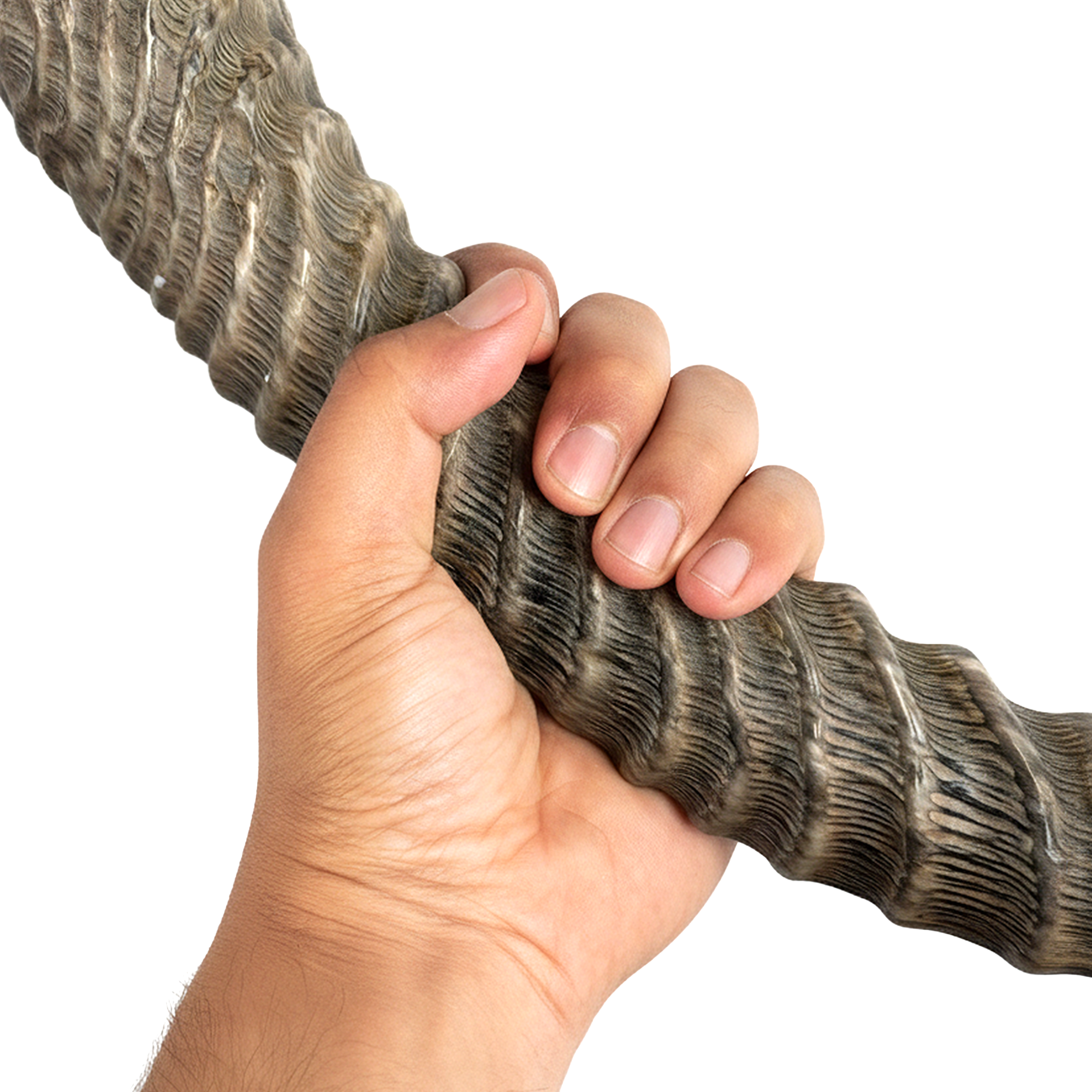 HalleluYAH waterbuk Shofar Horn (WS)