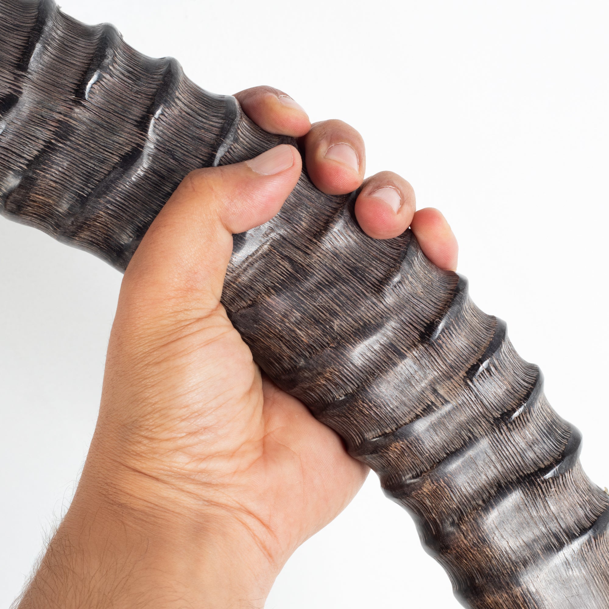 HalleluYAH Sable Shofar Horn (WS)