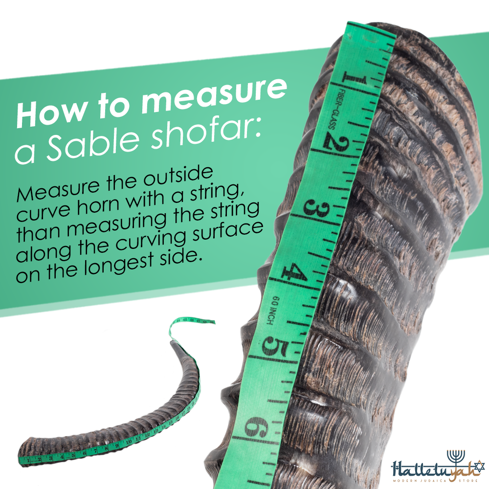 HalleluYAH Sable Shofar Horn (WS)