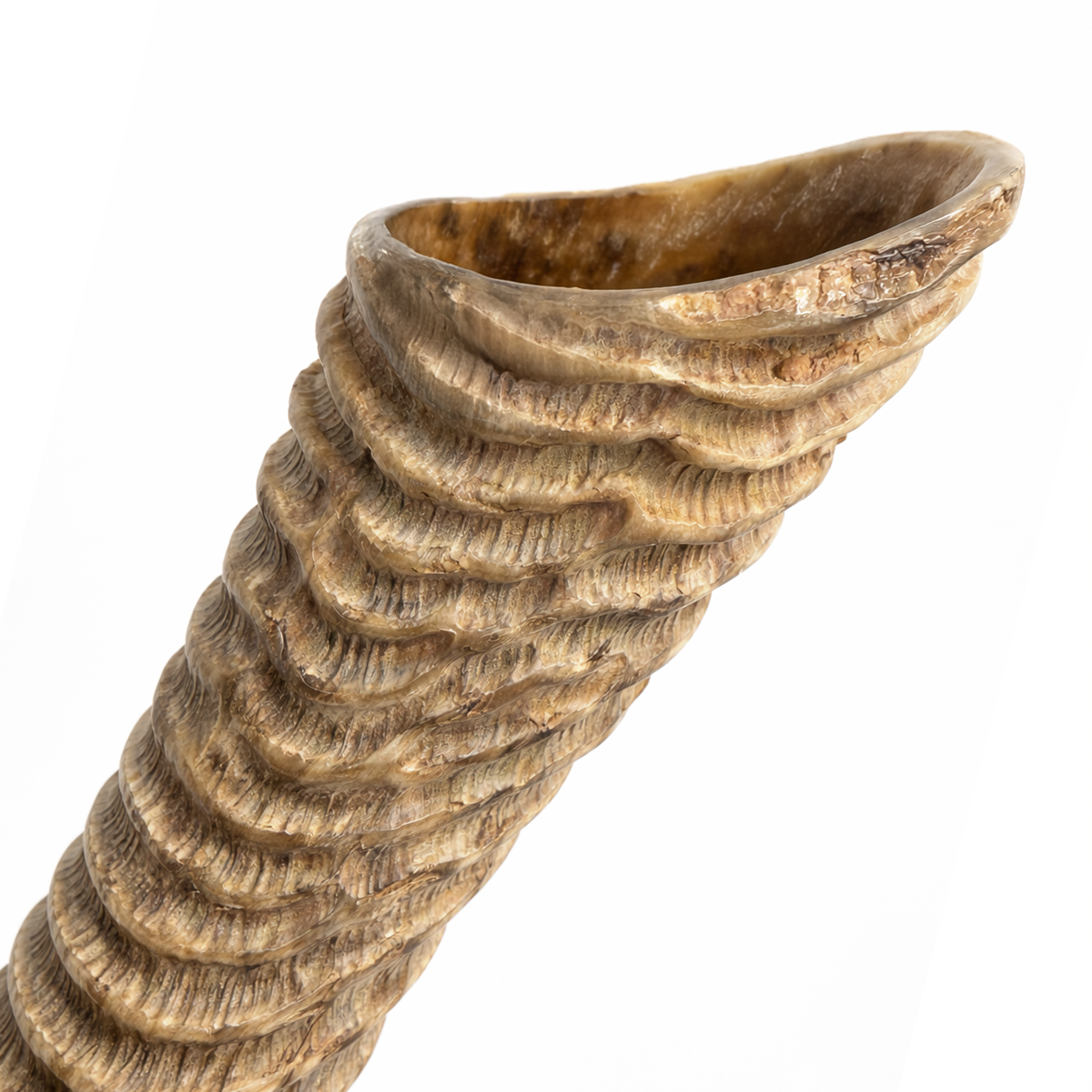 HalleluYAH waterbuk Shofar Horn (WS)