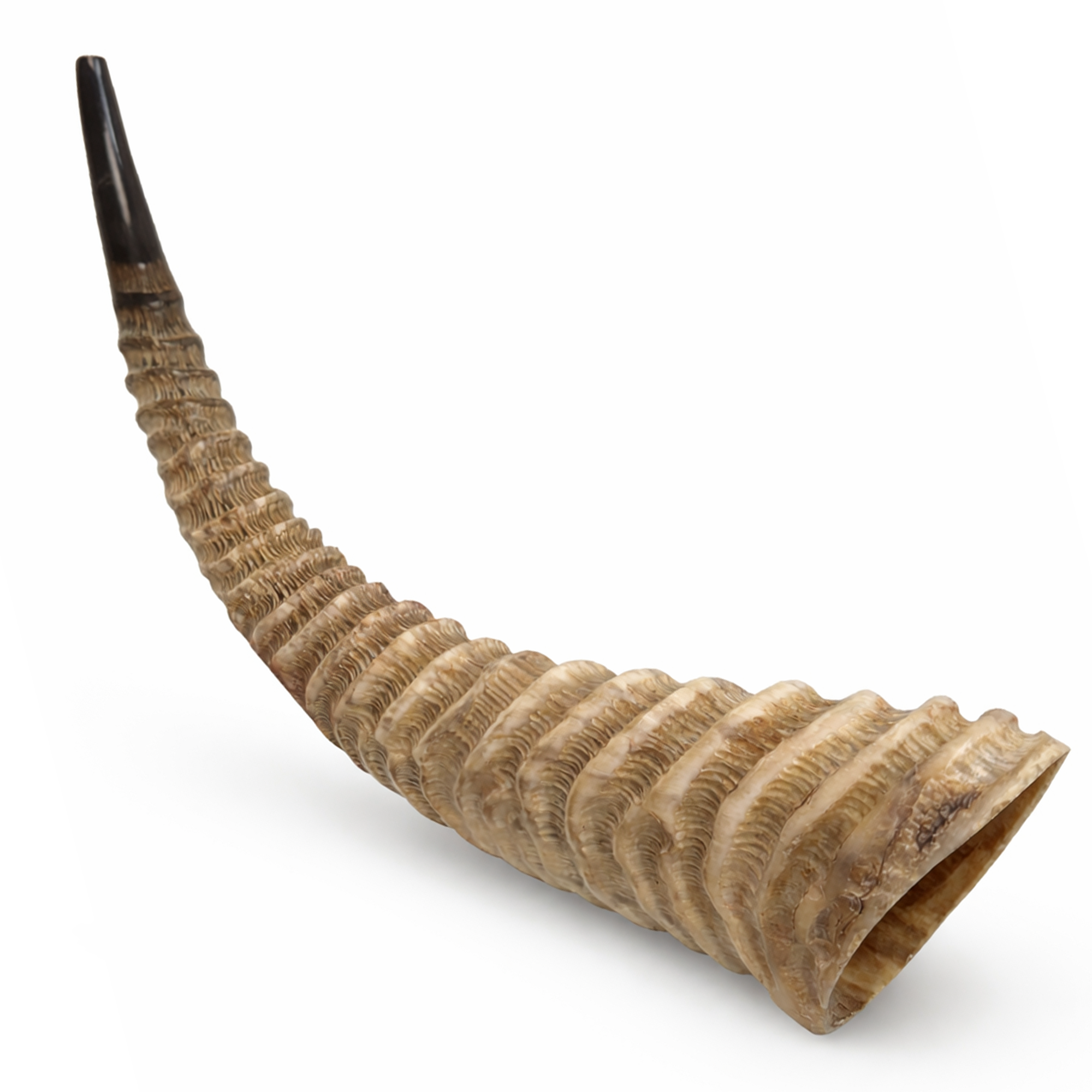 HalleluYAH waterbuk Shofar Horn (WS)